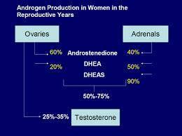 Luruhnya dinding endometrium uterus yang menebal pada saat menstruasi diakibatkan oleh berhentinya produksi hormon