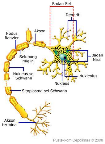 Merupakan saraf bagian sel adalah isolator yang jaringan Jaringan Saraf
