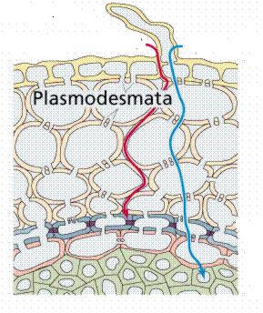 Bagian II. Uraian Singkat Olimpiade Sains Biologi SMP-SMA se-riau 1. Plasmodium vivax dan Plasmodium falciparum merupakan protozoa yang dapat menyebabkan penyakit Malaria. a.
