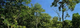 Hutan Mangrove/Bakau Kata MANGROVE