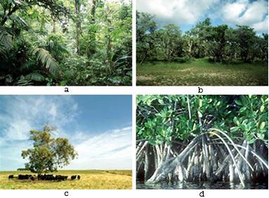 hujannya sangat sedikit atau rendah. Stepa terda- dapat di Nusa Tenggara Timur, baik untuk peternakan. Hutan Bakau atau Mangrove, adalah hutan yang tumbuh di pantai yang berlumpur.