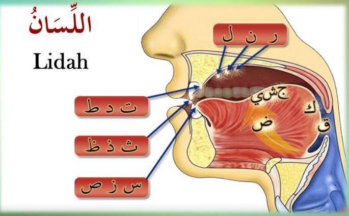 Hujung lidah dikeluarkan sedikit dan ditekan di hujung gigi depan bahagian atas: ) ذ ث ظ) (الش ف ت ي ن ( As-Syafatain 3. Ia bermaksud bibir mulut.