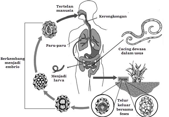 A pinworms életciklus szakaszai