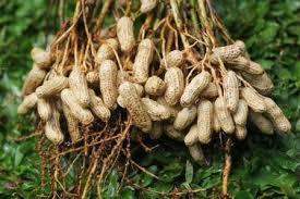 CIRI CIRI KACANG TANAH 1. Kacang tanah (Arachis hypogaea) adalah tanaman dari keluarga kacang polong, satu famili dengan tanaman pangan lain seperti lentil, kacang kedelai dan buncis. 2.