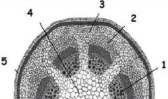 5 38. Perhatikan gambar susunan jaringan pada daun berikut! Jaringan yang berfungsi dalam proses fotosintesis ditunjukkan oleh nomor. a. 1 dan 2 d. 2 dan 4 b. 1 dan 4 e. 4 dan 5 c. 2 dan 3 39.