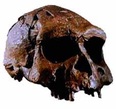 Tulang belulang manusia dan hewan yang terpendam dalam tanah dalam waktu yang sangat lama dinamakan