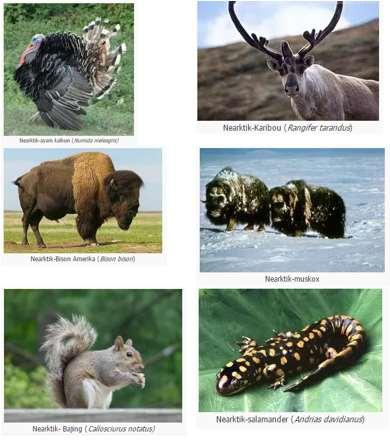 570 Koleksi Gambar Fauna Neartik Gratis Terbaik