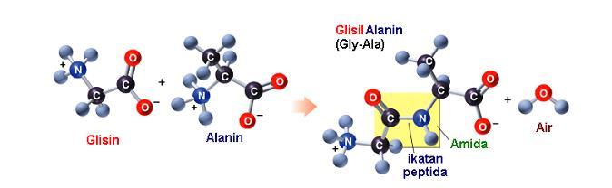 STRUKTUR PROTEIN Dua molekul asam amino dapat saling berikatan membentuk ikatan