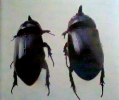 Kumbang yang baru keluar langsung menyerang kelapa sawit, kemudian kawin (Sulistyo, 2010). Sumber: Sulistyo, 2010 Gambar 2.5.. Imago O. rhinoceros Siklus hidup kumbang tanduk O.