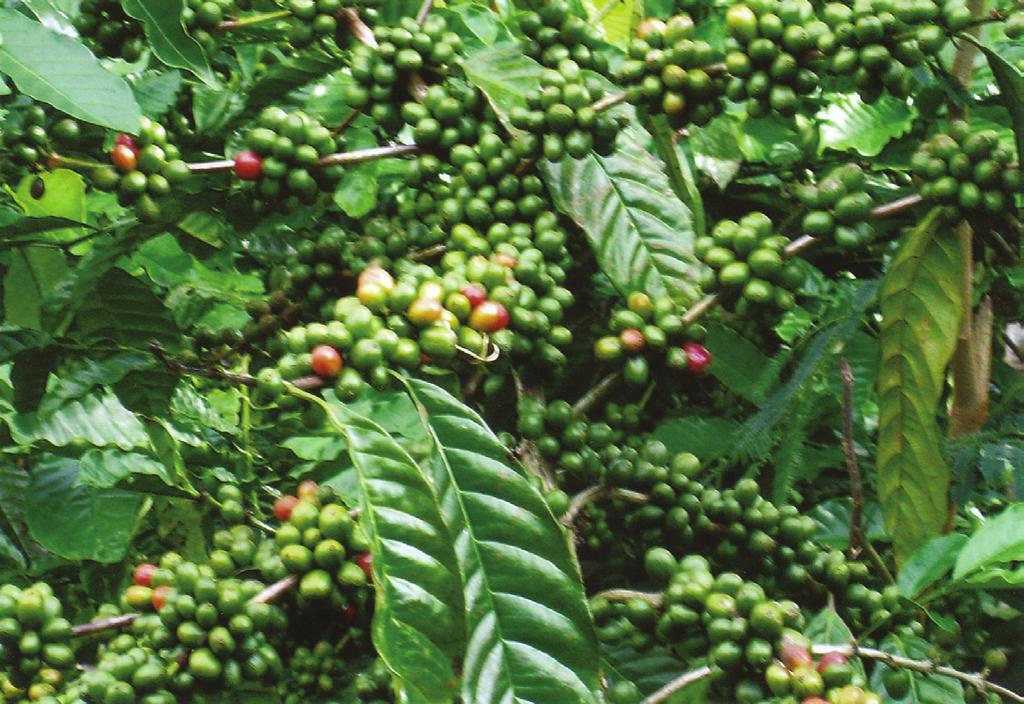 11 Produktivitas kopi meningkat 30-40% cair ini diperoleh kelebihan-kelebihan, antara lain : (1) bahan baku pupuk organik bisa bertambah tidak hanya dari kotoran (faeces) tapi juga dari kencing