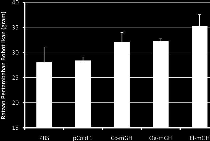 PBS kontrol: ikan nila disuntik dengan PBS; dan pcold 1: ikan nila disuntik dengan protein dari bakteri BL21 yang mengandung plasmid pcold 1 tanpa fragmen DNA mgh.