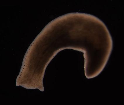 Contoh Filum Platyhelminthes ialah cacing planaria, cacing hati yang biasa terdapat hati sapi yang terinfeksi dan cacing pita.