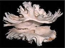 Mollusca Hewan apakah ini?