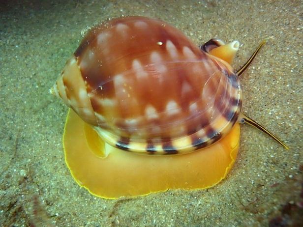 Dalam mantle terdapat pula organ pencernaan yaitu radula. Sebagian mollusca hidup secara bebas, sebagian lainnya secara parasitik.