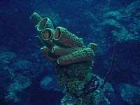 640+ Gambar Dan Nama Hewan Porifera HD Terbaik