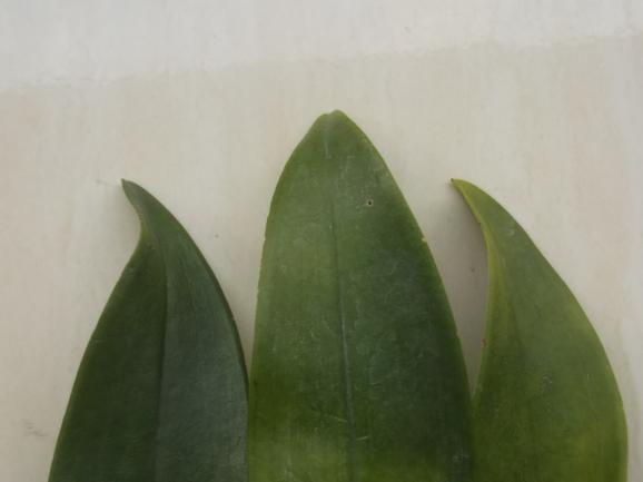 Abstrak Morfologi Dan Anatomi Tiga Varietas Bunga Anggrek Dendrobium Oleh Asma Palupi Pdf Download Gratis