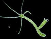Sporulasi atau pembentukan spora, misalnya Plasmodium (penyebab malaria) pada fase oosit.