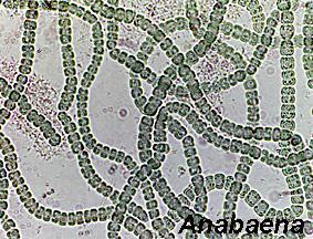 Contoh: Anabaena Merupakan Cyanophyta