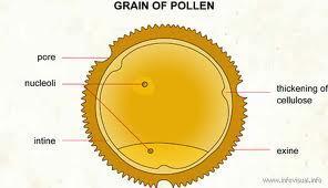 10 Pollen memiliki bentuk seperti butiran debu halus yang pada umumnya berwarna kuning yang merupakan organ reproduksi jantan pada tumbuhan (Gambar 2).