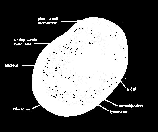 Dinding sel terdiri dari Selulosa (sebagian besar), hemiselulosa, pektin, lignin, kitin, garam karbonat dan silikat dari Ca dan Mg. b. Membran Plasma Membran sel merupakan lapisan yang melindungi inti sel dan sitoplasma.