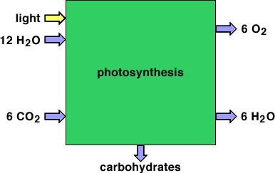 Fotosintesis Pada proses fotosintesis