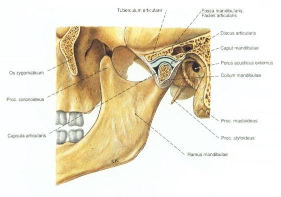 condilul mandibular)