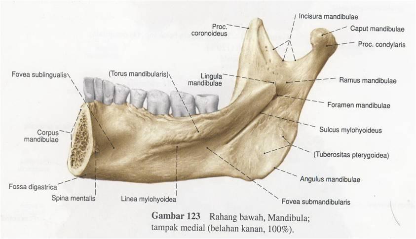 condilul mandibular