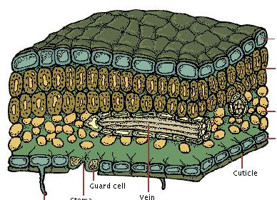 Struktur dalam (anatomi) daun Lapisan lilin/kutikula Epidermis atas Jaringan tiang