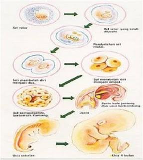 Mamalia plasenta yaitu proses pemberian makan pada embrio dan janin dilakukan melalui