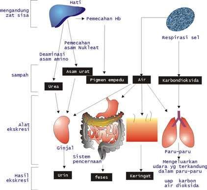SISTEM EKSKRESI SISTEM EKSKRESI PADA VERTEBRATA Sistem ekskresi pada manusia dan vertebrata lainnya melibatkan organ paru-paru, kulit, ginjal, dan hati.