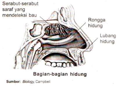 3. Indra Pembau Fungsi bagian-bagian indera pembau sebagai berikut: a. Lubang hidung berfungsi sebagai tempat pertama kali udara masuk ke dalam tubuh manusi. b. Rongga hidung berfungsi sebagai saluran tempat masuk dan keluarnya udara pernapasan.