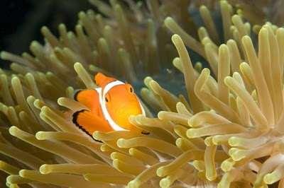 Euphyllia glabrescens bersimbiosis dengan clown fish b. Coral (karang) Hidup berkoloni membentuk massa yang kaku dan kuat. Massa itu sebenarnya karang kapur yang dibentuk oleh generasi polip.