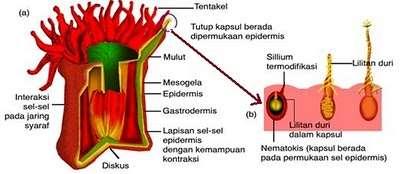 dan medusa anatomi tubuh : (a)
