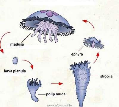 Obelia sp, mewakili kelas Hydrozoa dan
