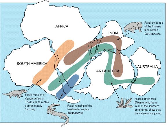Persebaran fosil Cynognathus diketemukan hanya di benua Amerika Selatan dan benua Afrika; fosil Lystrosaurus dijumpai di benuabenua Afrika, India, dan Antartika;
