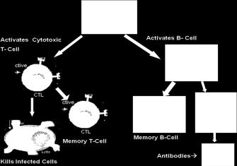 Setelah menemukan antigen yang cocok, sel T bereplikasi dengan cepat dan sel T memori juga terbentuk. Sel T tidak membentuk antibodi. Sel T bekerja sama dalam sistem imun.