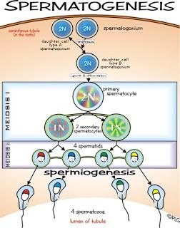 Pada proses spermatogenesis sel haploid n akan mulai terbentuk pada tahap