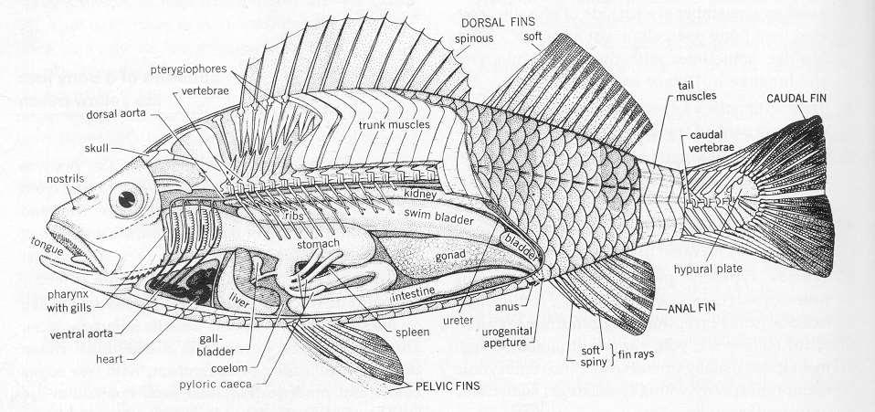 660 Koleksi Gambar Sistem Pencernaan Hewan Ikan HD