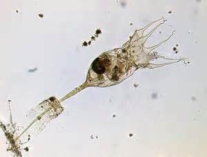 Rotifera merupakan hewan miskroskopis yang hidup di air. Rotifera adalah hewan multiseluler dengan rongga tubuh yang sebagian dilapisi oleh mesoderm.