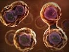 Perbedaan pembelahan mitosis dan meiosis NO Mitosis Meiosis 1 Lokasi pembelahan Sel-sel tubuh Lokasi pembelahan Sel gonad/sel kelamin (somatis) dan sel gonad 2 Jumlah pembelahan Satu kali Jumlah