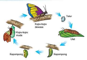 Jawaban 1 Metamorfosis Sempurna (Holometabola) Pada metamorfosis sempurna, serangga dalam daur hidupnya mengalami perubahanperubahan yang mencolok pada bentuk luar dan organ tubuh dari berbagai