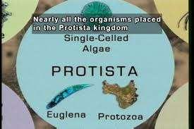 Juga ciri hanya dalam karena memiliki dimasukkan euglena euglena kurang jika yang di animalia cocok Euglena kurang