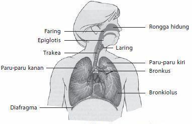 1. Alat-alat respirasi Alat alat pernafasan manusia adalah rongga hidung, faring, laring, trakea, paru-paru, bronkus, bronkiolus, dan alveolus a. Hidung, merupakan jalan masuknya udara.