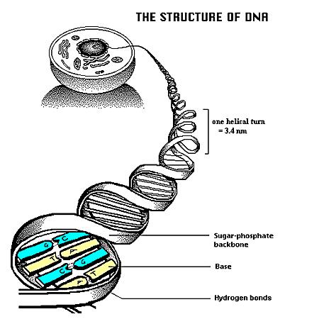 Model struktur DNA berplin ganda (double
