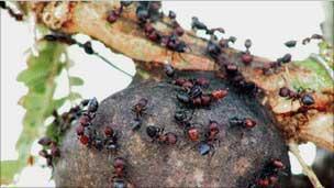 2. Semut yang hidup dipohon Semut yang tinggal dipohon merupakan jenis semut yang memiliki keahlian dalam memanjat.