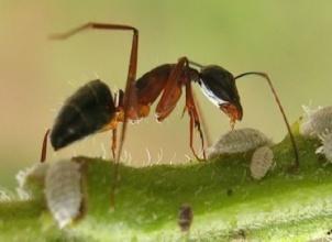 mengejut dari semut jika memakan daun atau