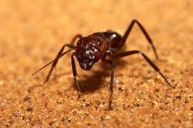 Pernah mereka menyerang Amerika Selatan dan mengakibatkan kerusakan yang mengerikan 9. Semut Gurun Sebagian besar makhluk hidup mustahil hidup di dalam pasir membara bersuhu 65 O C, termasuk manusia.
