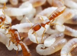 6. Sistem Perkembangbiakan Semut Tahap pertumbuhan semut dimulai dari telur