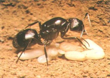 larva semut (semut muda) sangat berbeda dengan semut dewasa atau induknya.