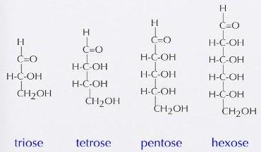 3. Pentosa (tersusun atas 5 atom C) 4. Heksosa (tersusun atas 6 atom C) 5. Heptosa (tersusun atas 7 atom C) 6.